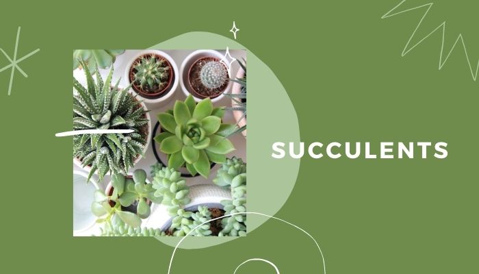Succulents