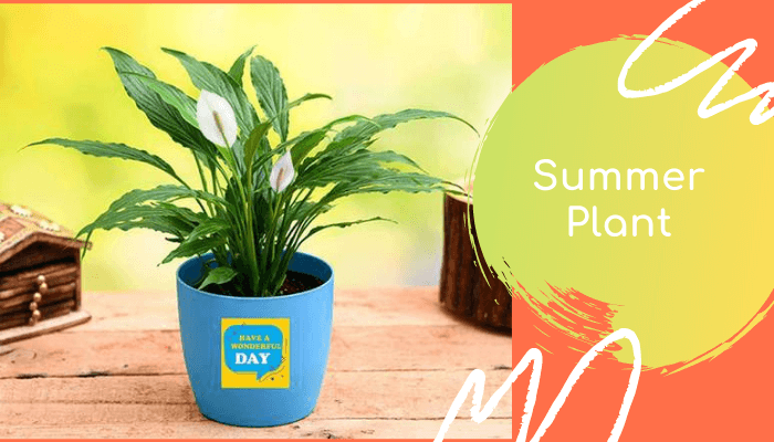 Summer Plants