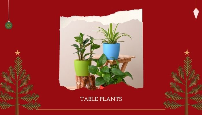 Table Plants