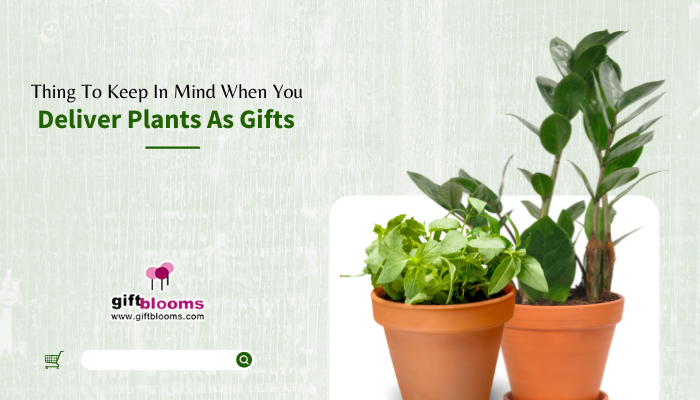 Deliver Plants As Gifts Deliver Plants As Gifts