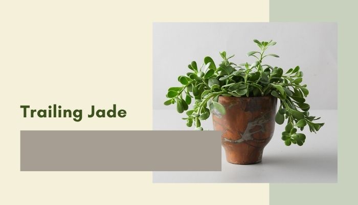 Trailing Jade