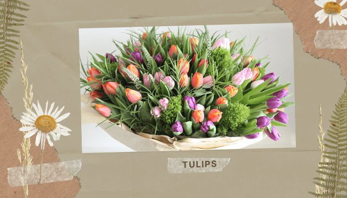 Tulips