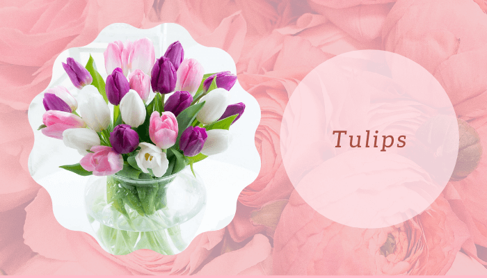 Tulips