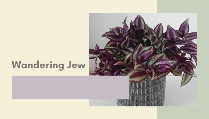 Wandering Jew