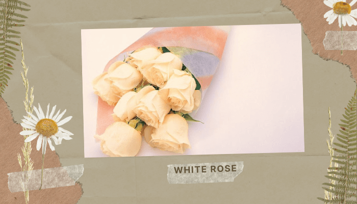 White Rose