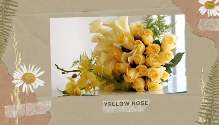 Yellow Rose