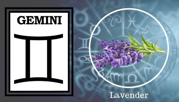 Flower: Lavender