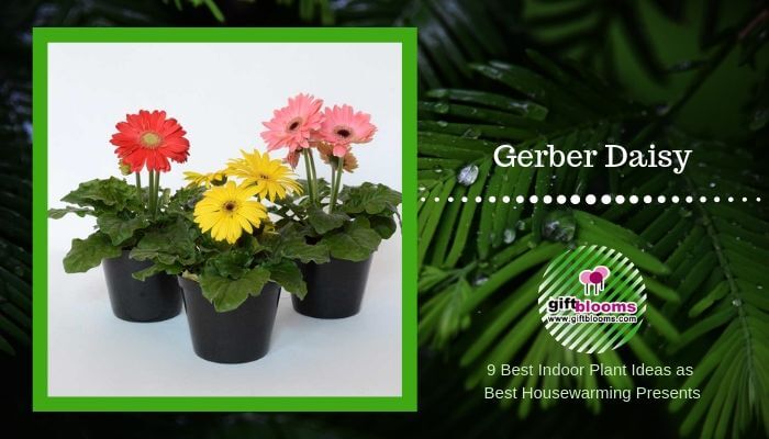 Gerber Daisy