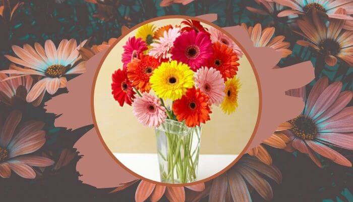 Gerbera Daisy