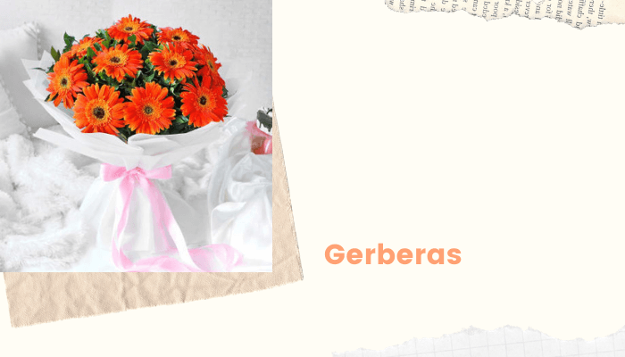 Gerberas