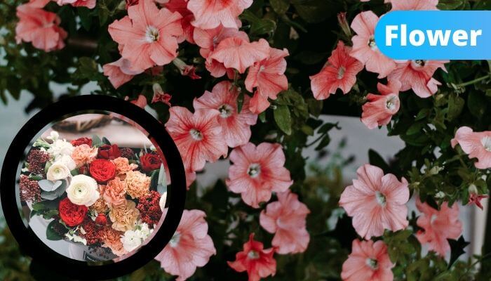 Flowers Flowers