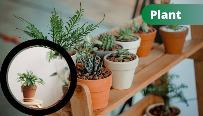 Plants Plants