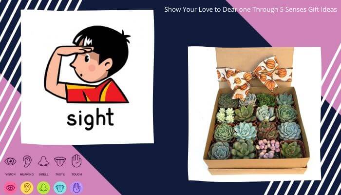 Gift of Sight -> Succulent Plant
