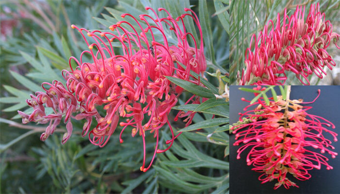Grevillea Pink Surprise