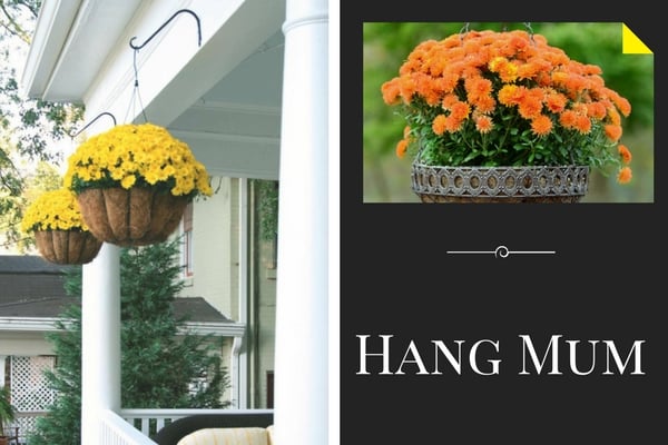 Hang Mum