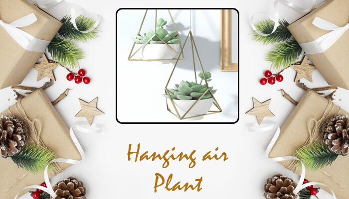 Hanging Air Plant