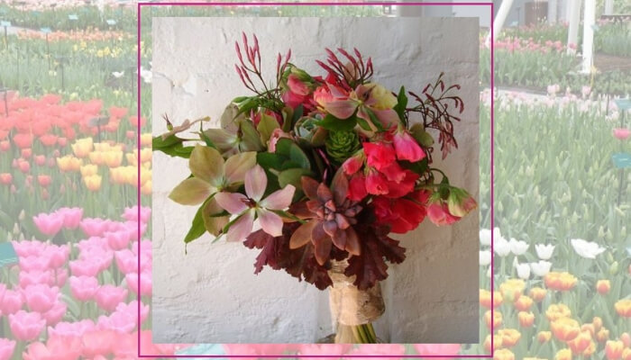 Hellebores