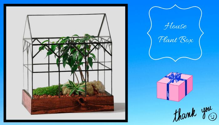 House Plant Box Gift