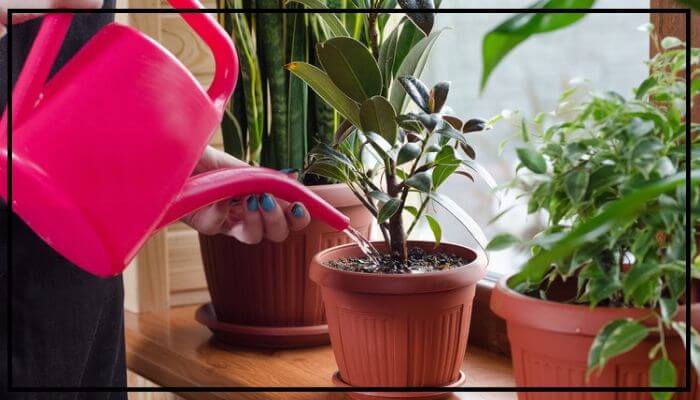 Houseplant
