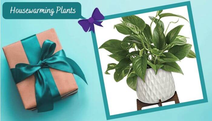 Housewarming Plants