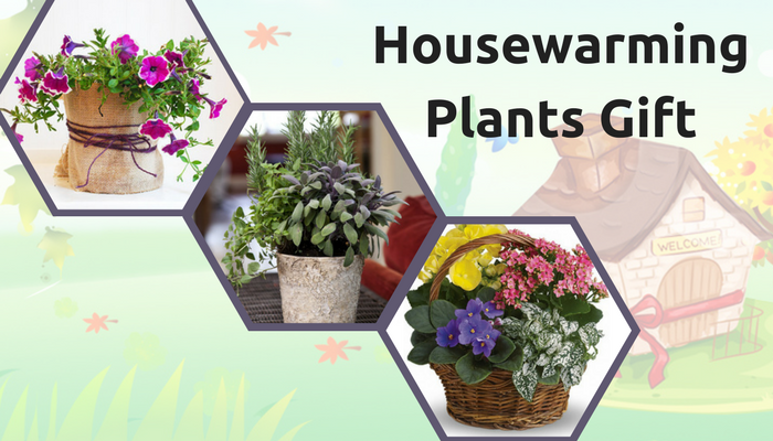 Housewarming Plants Gifts
