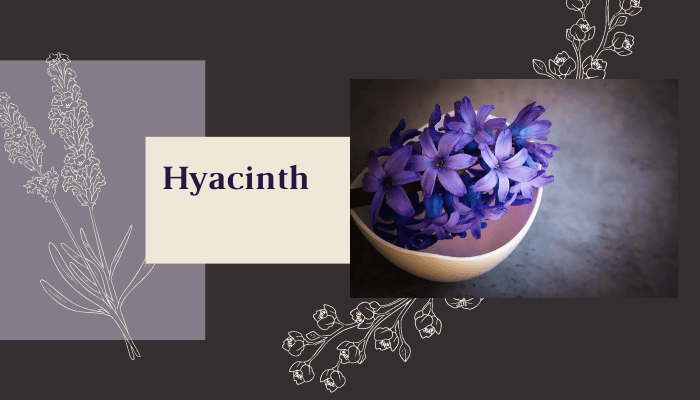 Hyacinth