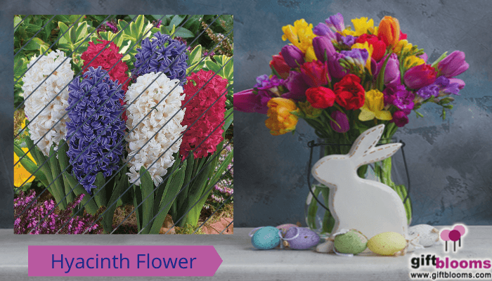 Hyacinth Easter Flower