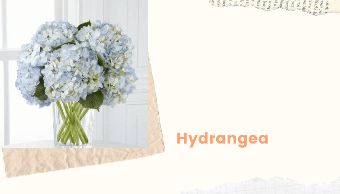 Hydrangea