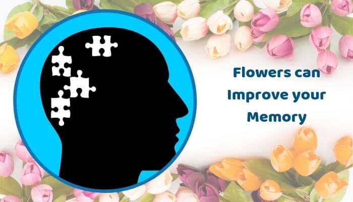 Flowers can Improve your Memory