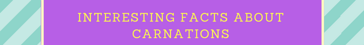 Interesting Facts about Carnations