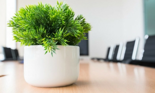 Jade Plant for settling a Green Wall