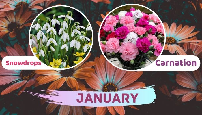 January: Carnations and Snowdrops