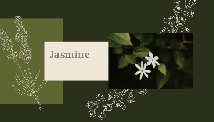 Jasmine