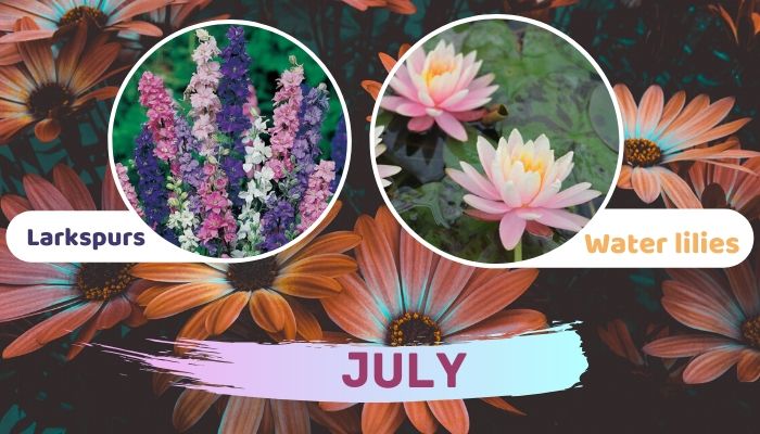July: Larkspurs and Water Lilies