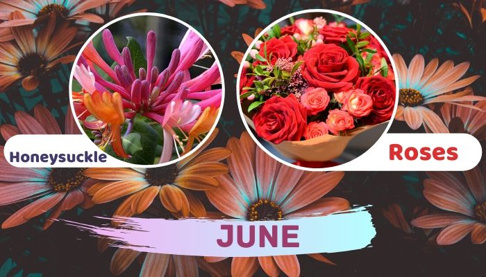 June: Rose and Honeysuckle