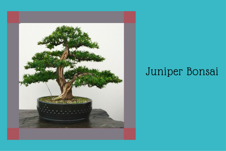 Juniper Bonsai