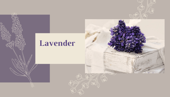 Lavender