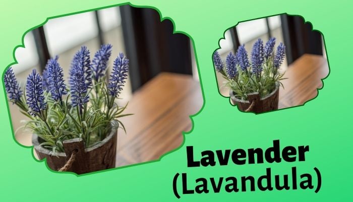 Flower Of Lavender