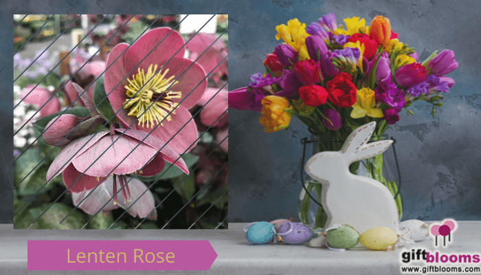 Lenten Rose