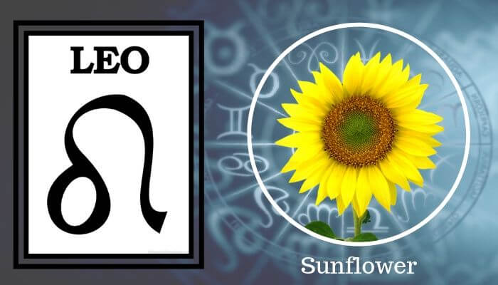 Flower: Sunflower