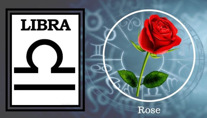 Flower: Rose