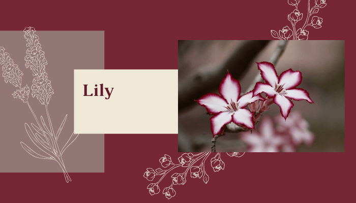 Lily