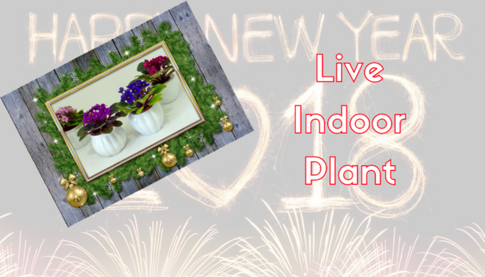 Live Indoor Plant