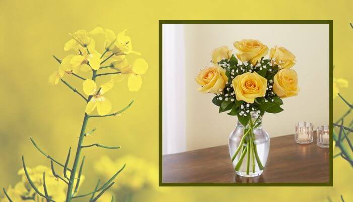 Loves Embrace Roses Yellow