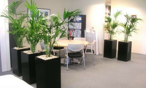 Lucky Bamboo for Cubicles