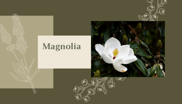 Magnolia
