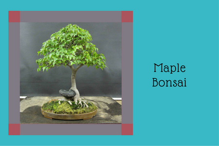 Maple Bonsai