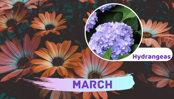 March: Hydrangeas