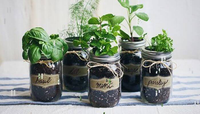 Mason Jar Indoor Herb Garden