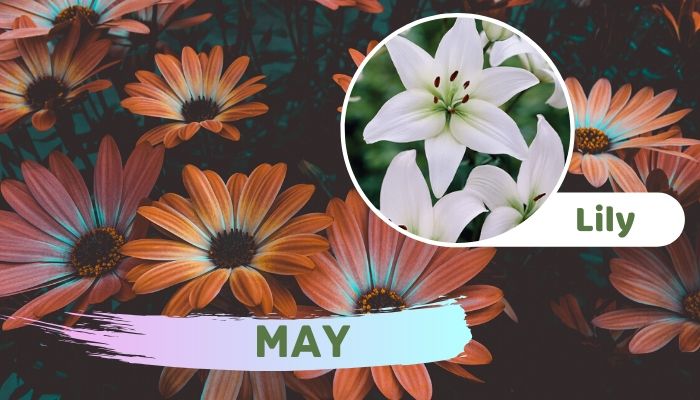 May: Lily